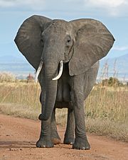 Elefanto