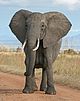 Elefante africano di Bush-crop.jpg