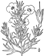 Agalinis densiflora drawing.png