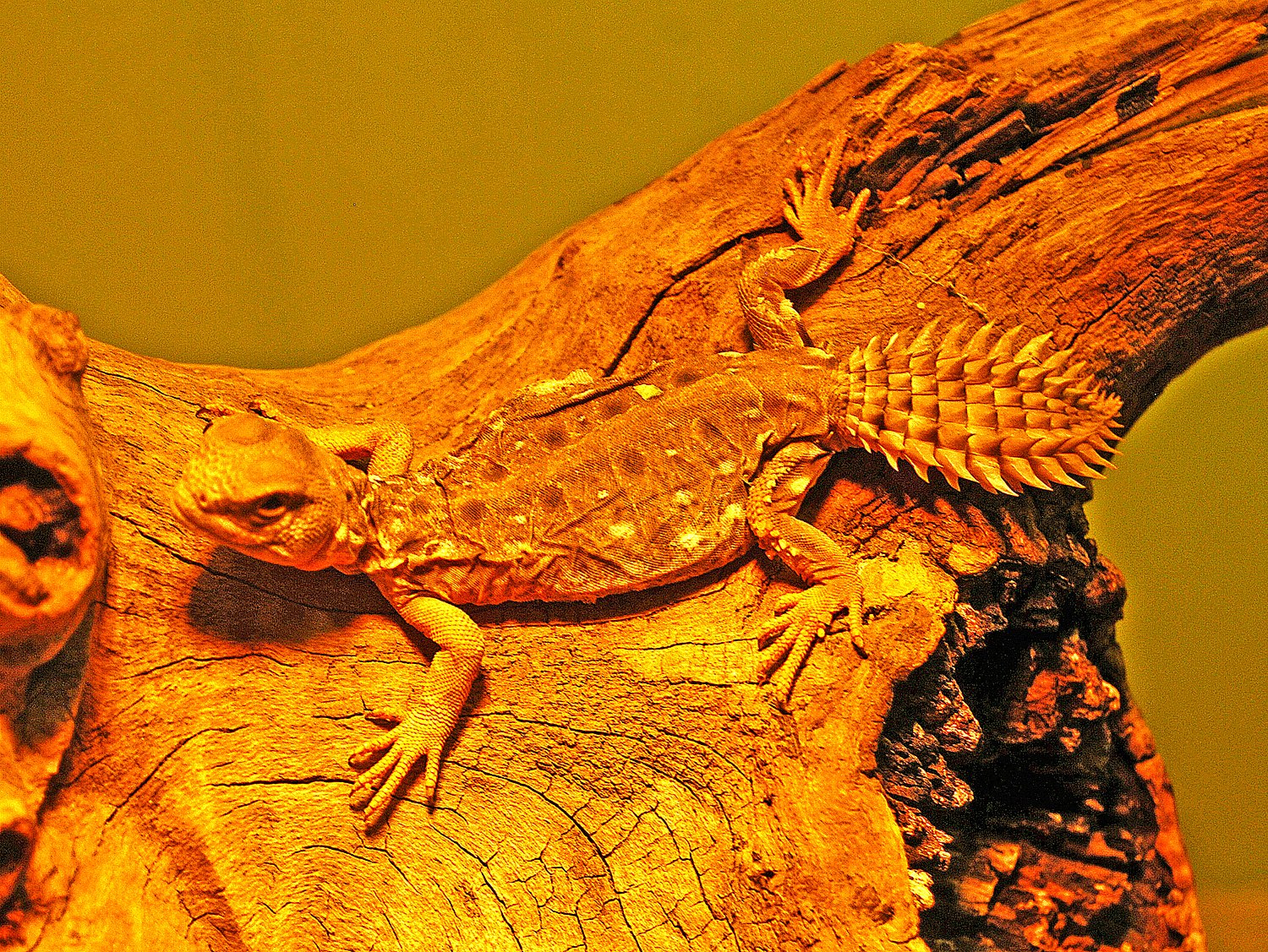 Uromastyx — Wikipédia