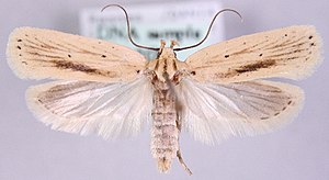 Agonopterix pallorella.jpg