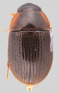 <i>Agraphydrus</i> Genus of beetles