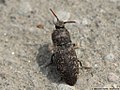 Agrypnus murinus (Linnaeus, 1758)