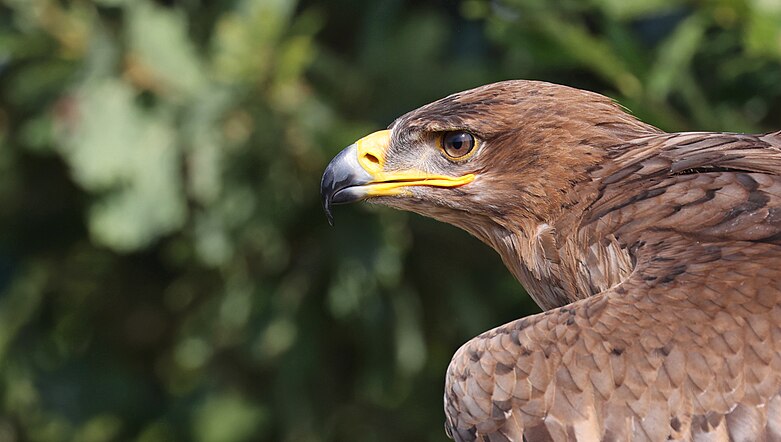 Aigle des steppes