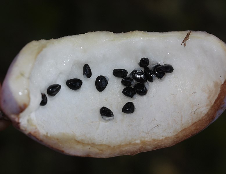 File:Akebia quinata (seed s2).jpg