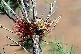 Allocasuarina grevilleoides female (5066888354).jpg