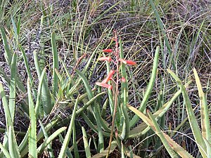 Aloe isaloensis 001.jpg