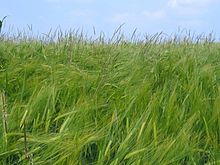 Barley1.jpg-dagi alopekurus miyozuroidlari