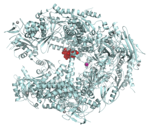 Alpha-Amanitin–RNA polymerase II complex 1K83.png