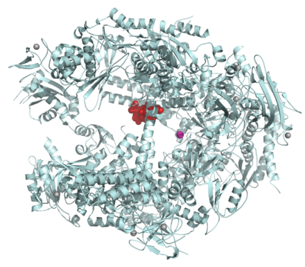 Structure of eukaryotic RNA polymerase II (light blue) in complex with α-amanitin (red), a strong poison found in death cap mushrooms that targets this vital enzyme
