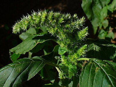 Amaranthus hybridus Inflorescence