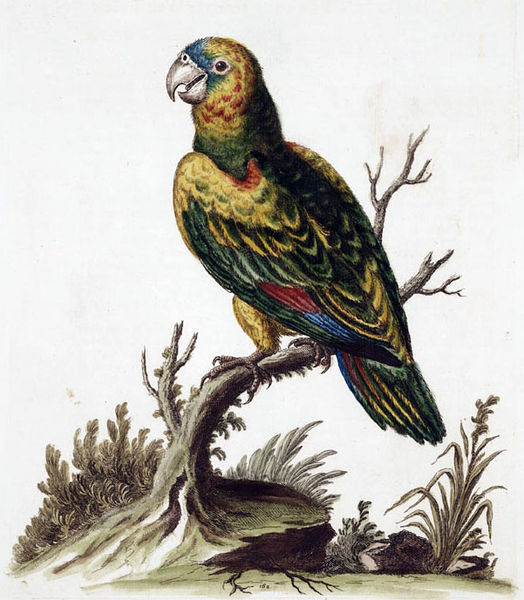 File:Amazona barbadensis canifrons.jpg