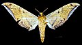 * Nomination Ambulyx schauffelbergeri - Ventral side - Female. By User:Archaeodontosaurus --Olivier LPB 11:30, 5 March 2017 (UTC) * Promotion OK, this works --Daniel Case 20:48, 6 March 2017 (UTC)