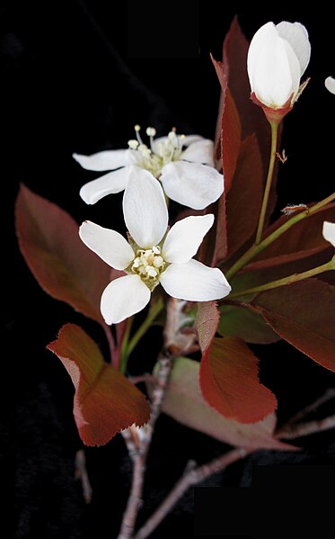 File:Amelanchier bartramiana 15-p.bot-amel.bartra-22.jpg