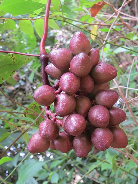 File:Ampelocissus latifolia 10.jpg