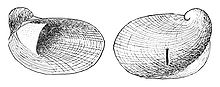 Amphigyra alabamensis shell.jpg