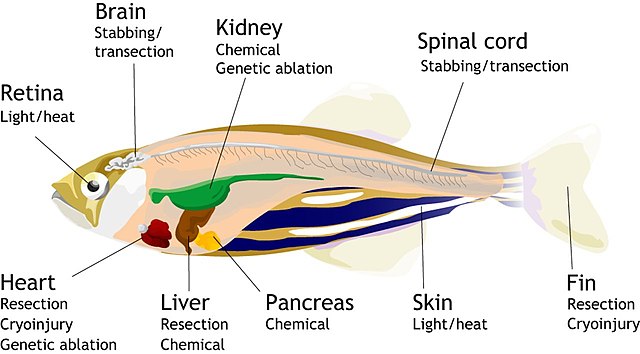 33+ Anatomi Ikan Bahasa Indonesia