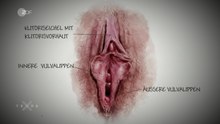 Datei:Anatomie von Vulva und Vagina.webm