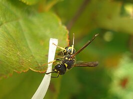 Ancistrocerus antilope