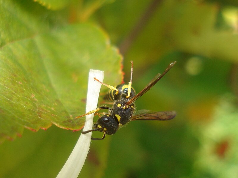 File:Ancistrocerus antilope 01.jpg