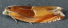 Ancylis mitterbacheriana, Trawscoed, North Wales, May 2011 (19495040658).jpg