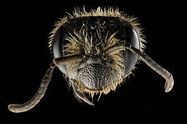 Andrena rugosa