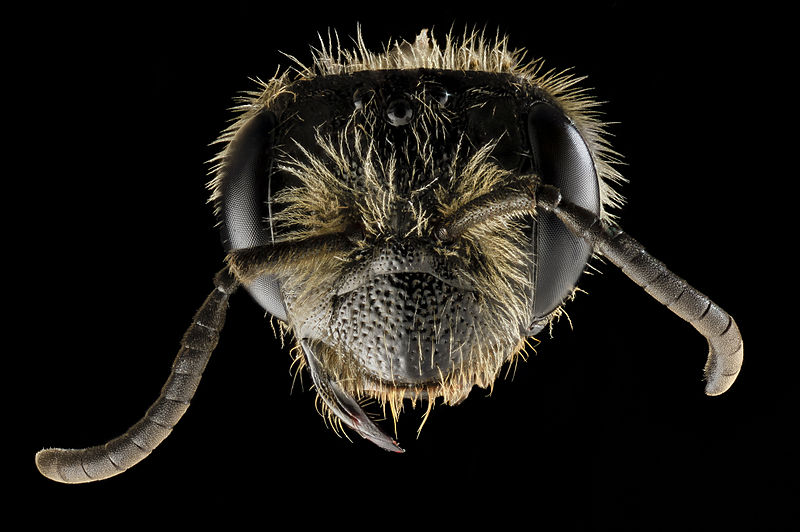 File:Andrena rugosa, f, face, upper marlboro, md 2014-04-21-18.28.18 ZS PMax (13997039323).jpg