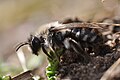 Andrena vaga stylopised by Female