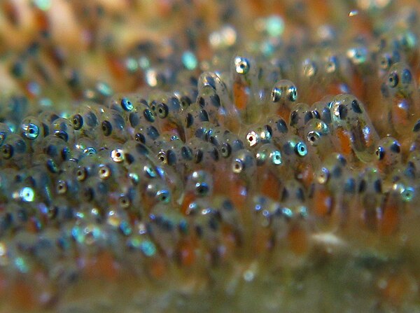 The spawn (eggs) of a clownfish. The black spots are the developing eyes.