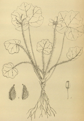 Anemone henryi - Hooker's Icones Plantarum v.  16 pl.  1570.png
