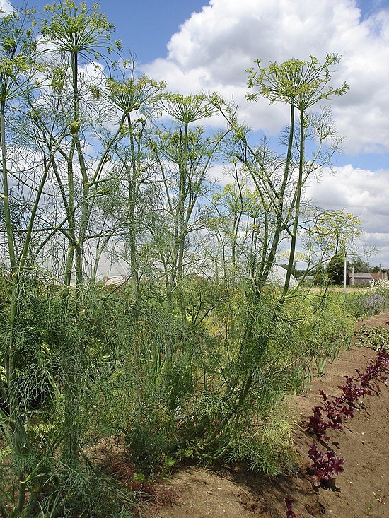 Трава похожая на укроп. Укроп огородный (Anethum graveolens l.). Фенхель зонтичные. Фенхель огородный. Анетум Гравеоленс.