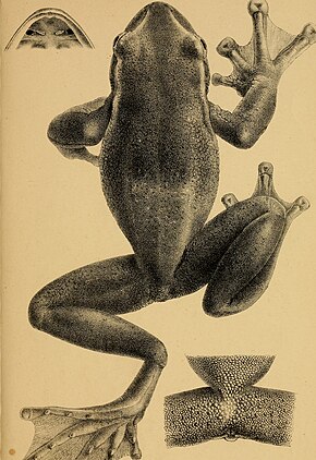 Bildebeskrivelse Annali del Museo civico di storia naturale di Genova (1893) (17790290153) .jpg.