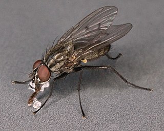 <i>Anthomyia confusanea</i> Species of fly