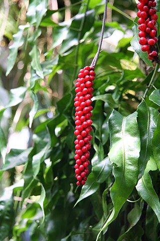 <i>Anthurium gracile</i> Species of plant in the family raceae