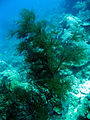 Antipathes dichotoma o coral negru.