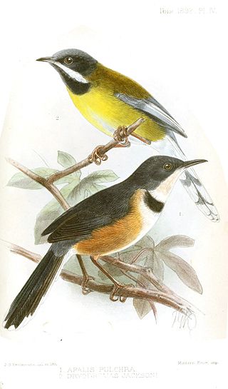 <span class="mw-page-title-main">Black-collared apalis</span> Species of bird