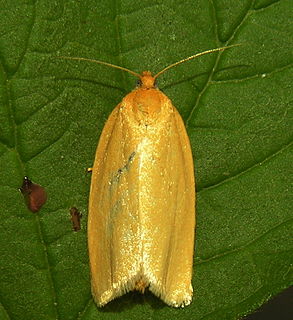 <i>Aphelia paleana</i> Species of moth