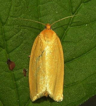 <i>Aphelia</i> (moth) Genus of tortrix moths