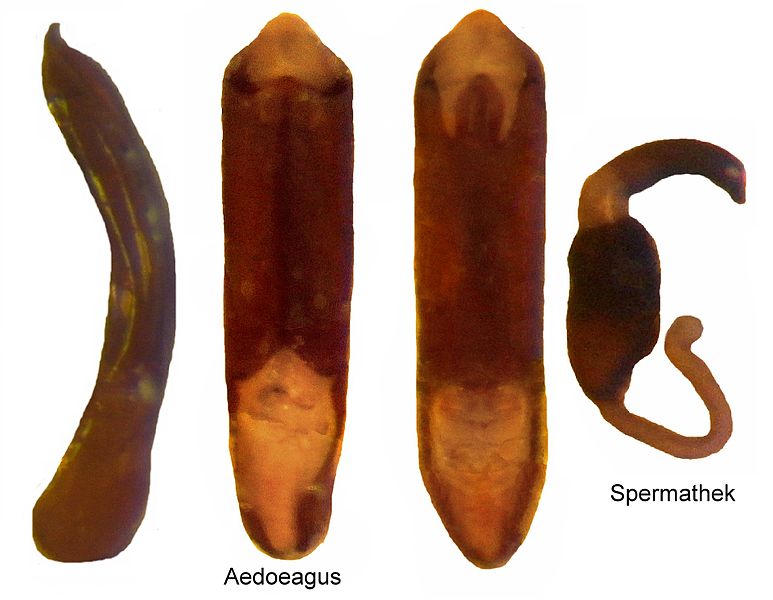 File:Aphthona euphorbiae (Schrank, 1781) Genital (5930081062).jpg