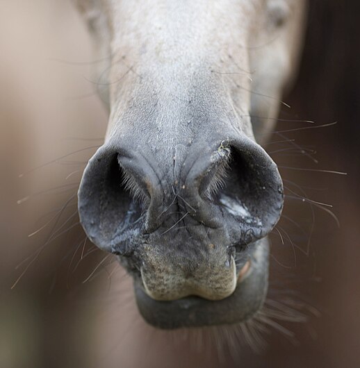 Arabian muzzle.jpg