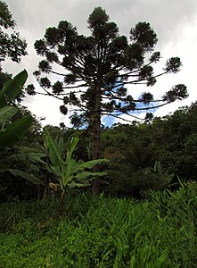 Araucária