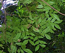 Archidendron hendersonii Coffs.jpg