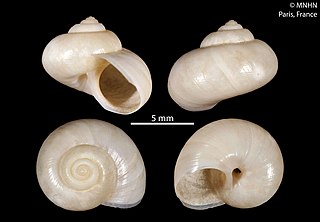 <i>Archiminolia ostreion</i> species of mollusc