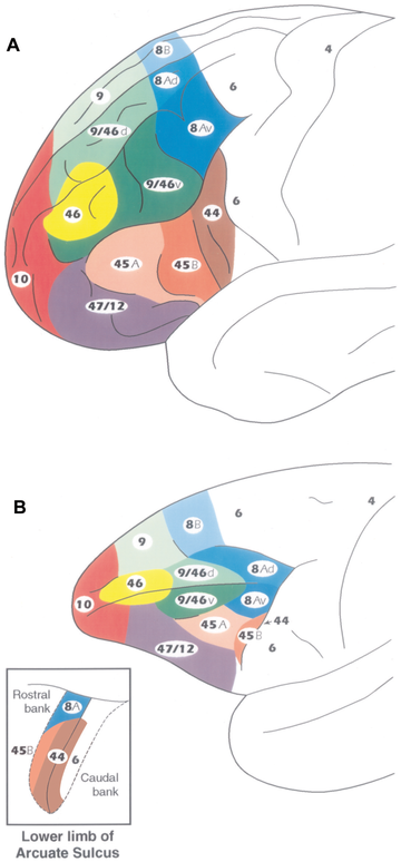 Cortex préfrontal