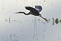 Ardea purpurea