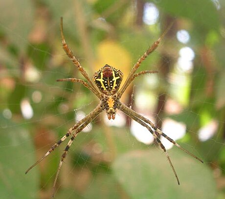 Argiope pulchella