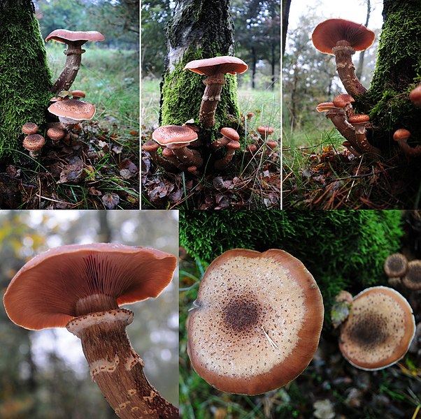 File:Armillaria bulbosa (GB= Bulbous Honey Fun, D= Knolliger Hallimasch, F= Armillaire bulbeuse, NL= Knolhoningzwam) at NP Hoge Veluwe - panoramio.jpg