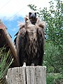 Les "Aigles" d' Arreau dans les Hautes-Pyrénées Occitanie}}