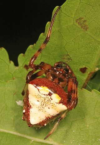 <i>Verrucosa arenata</i> Species of spider