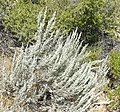 Artemisia tridentata 1.jpg